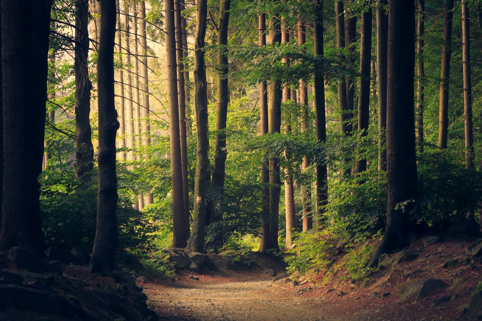 Sunlight falling on a quiet path through a green forest